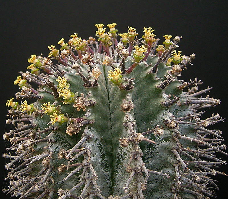 horrida, Euphorbia polygona